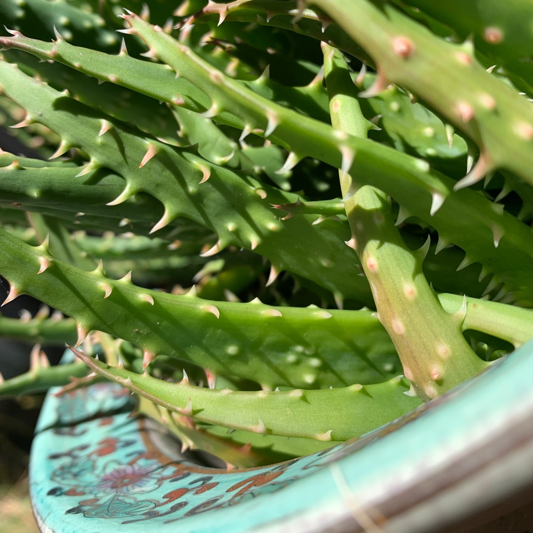 Aloe Pink Fairy in the GardenTags plant encyclopedia