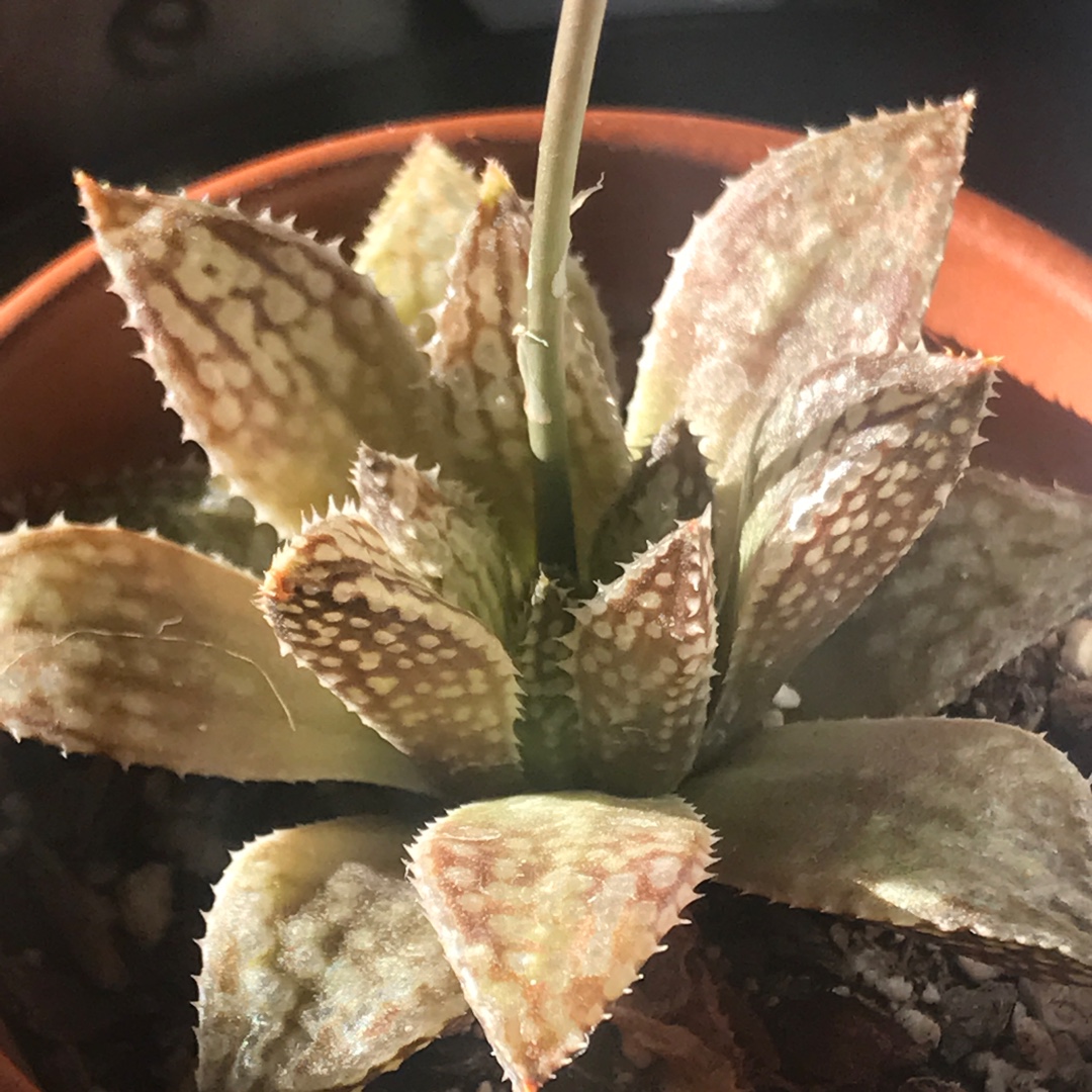 Haworthia Superb in the GardenTags plant encyclopedia