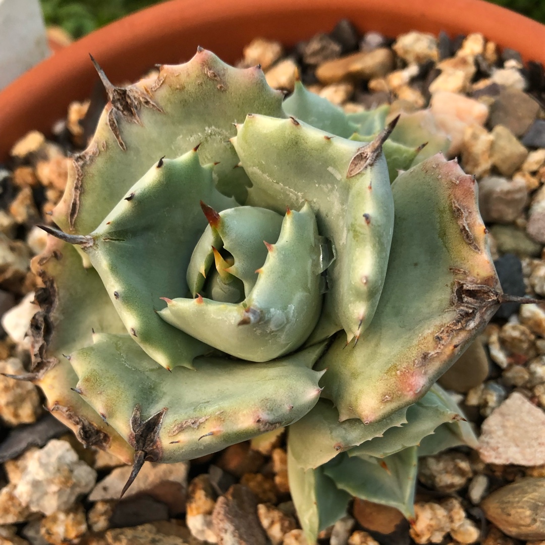 Agave Potatorum Miinima in the GardenTags plant encyclopedia