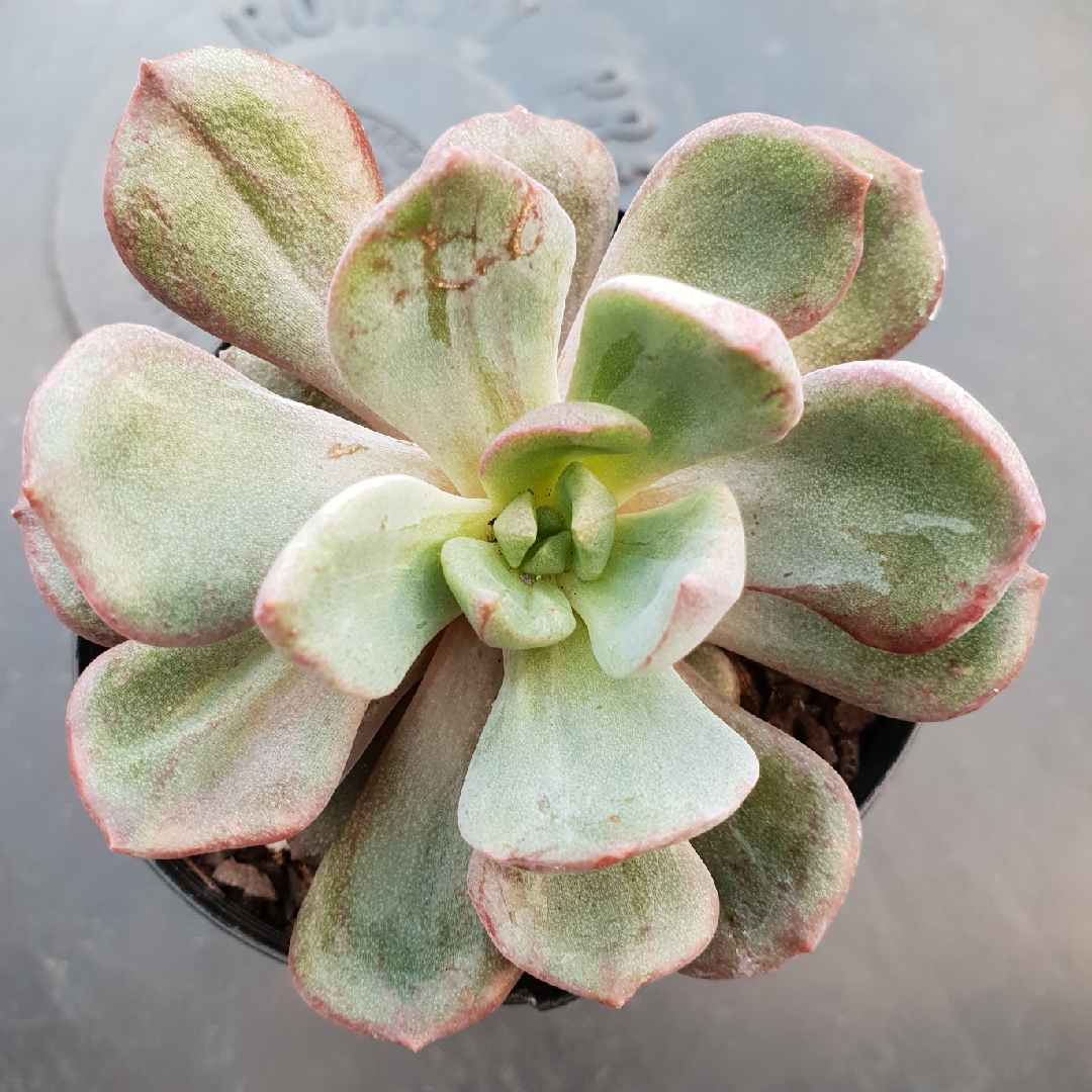 Echeveria Bella Rouge Montrose in the GardenTags plant encyclopedia