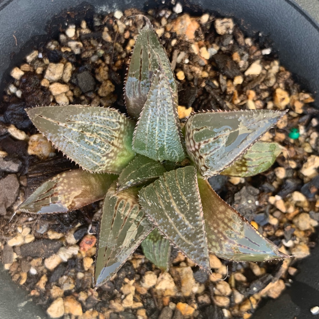 Haworthia Emelyae Major in the GardenTags plant encyclopedia