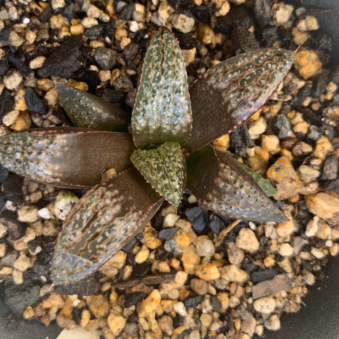 Haworthia Bobs Red in the GardenTags plant encyclopedia