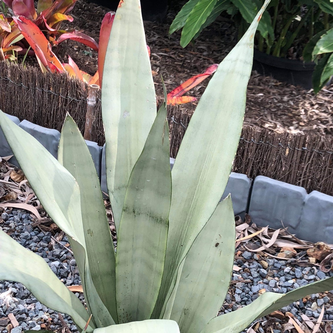 Sansevieria Moonshine in the GardenTags plant encyclopedia