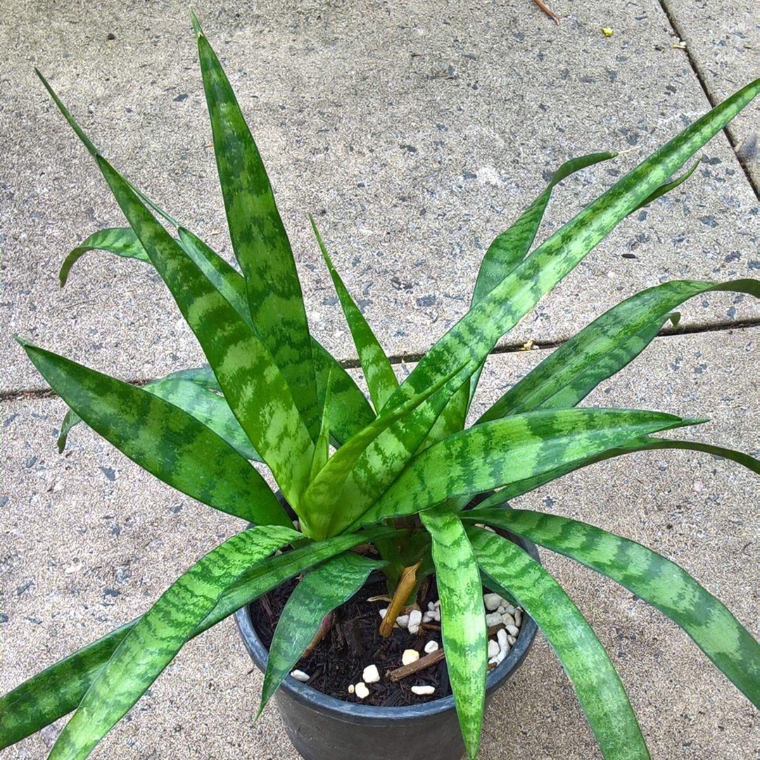 Snake Plant Dooneri in the GardenTags plant encyclopedia