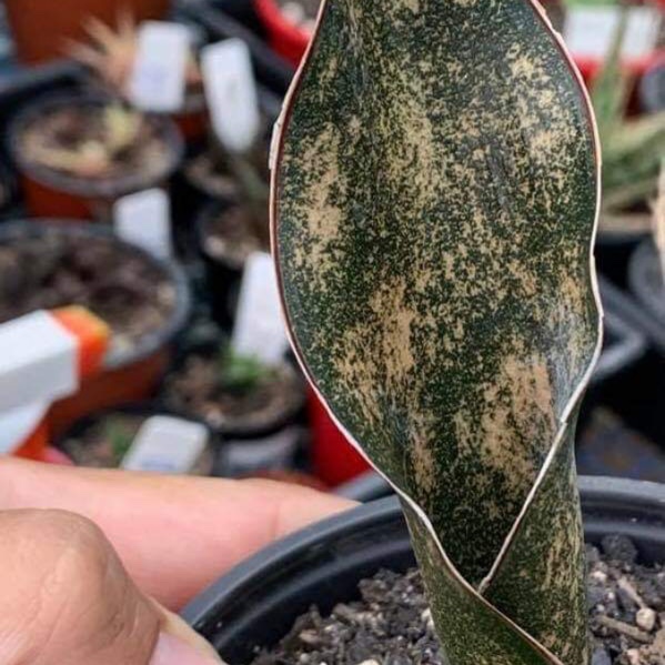 Sansevieria Kirkii Var Pulchra Coppertone in the GardenTags plant encyclopedia