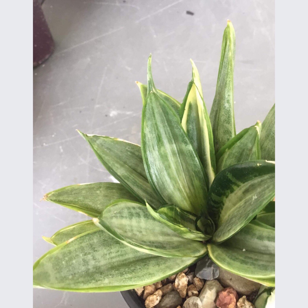 Sansevieria Hahnii Silver Frost in the GardenTags plant encyclopedia