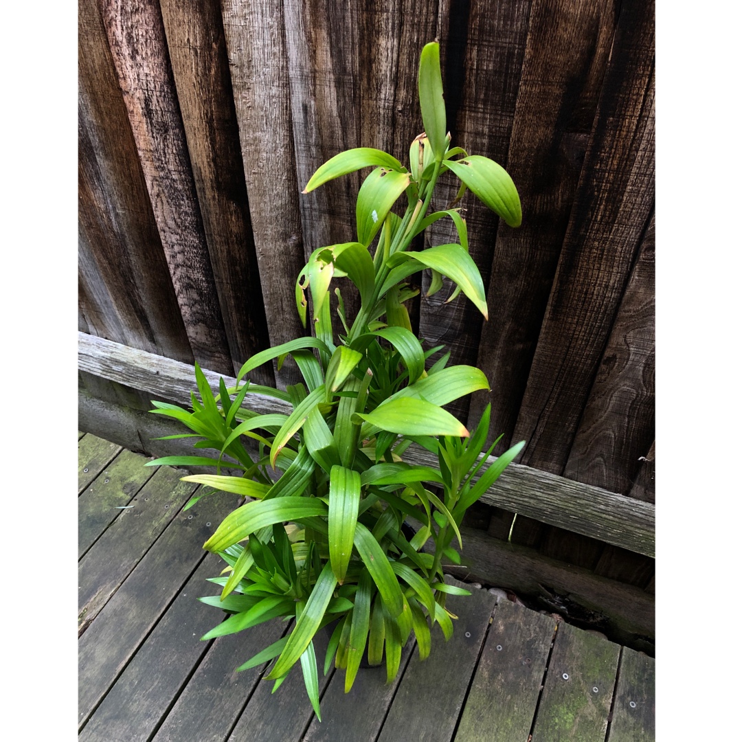 Lily World Trade (Longiflorum) in the GardenTags plant encyclopedia