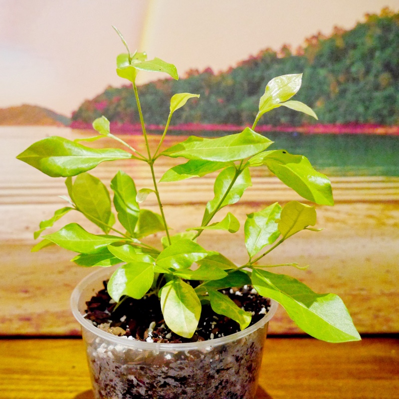 Barbados Cherry in the GardenTags plant encyclopedia