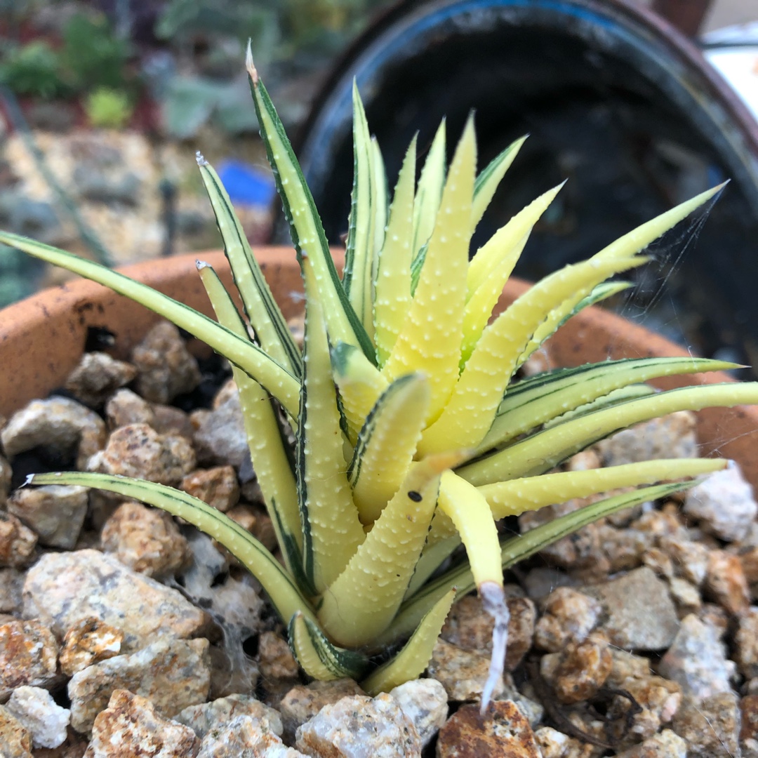 Haworthia Reinwardtii Variegated in the GardenTags plant encyclopedia