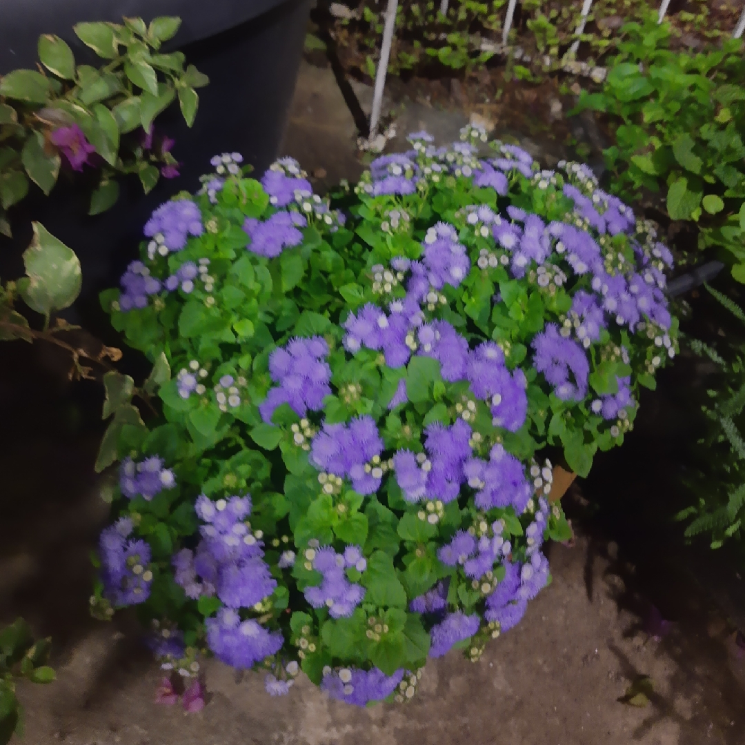 Billy Goat Weed in the GardenTags plant encyclopedia