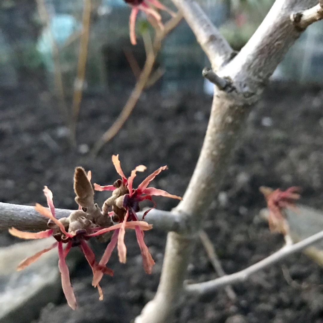 Witch Hazel Livia in the GardenTags plant encyclopedia