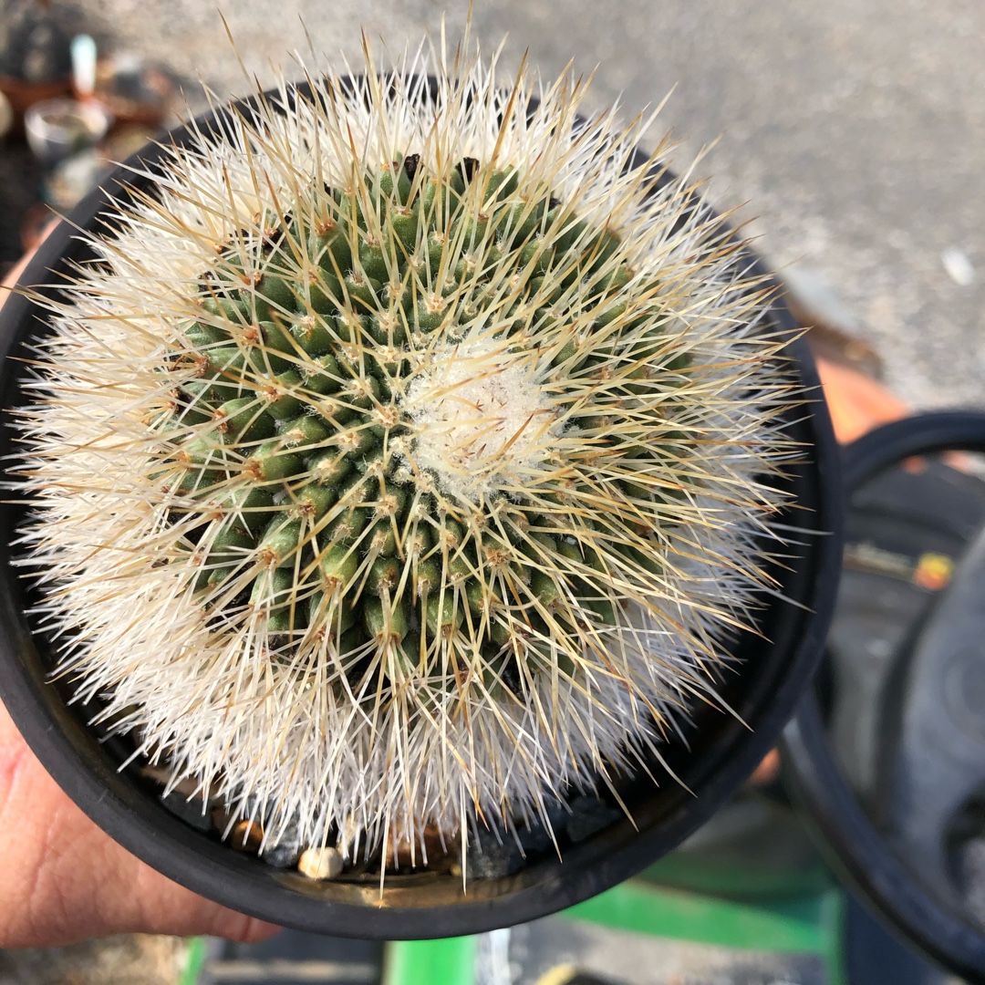 Mammillaria Picta in the GardenTags plant encyclopedia