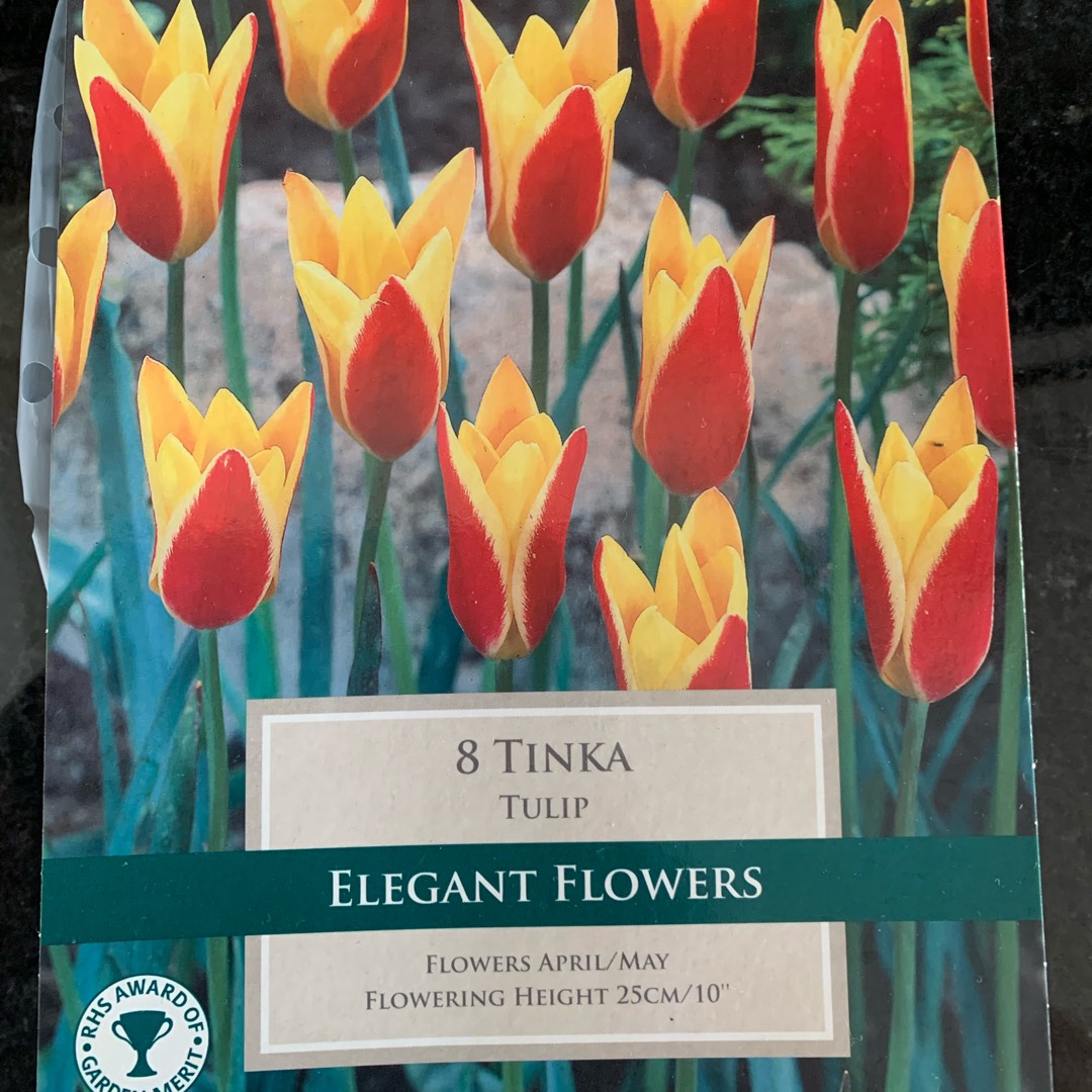 Tulip (Species) Lady Tulip Tinka in the GardenTags plant encyclopedia