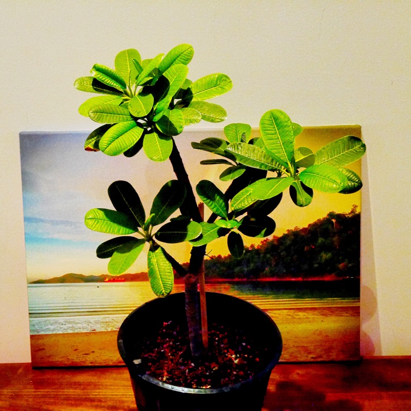 Singapore Dwarf White Frangipani in the GardenTags plant encyclopedia