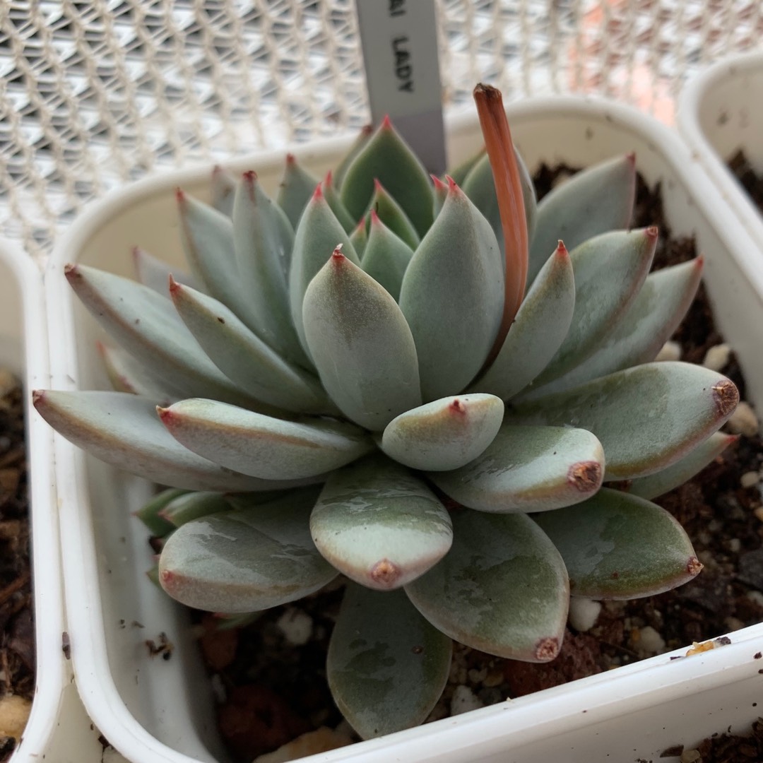 Echeveria Shanghai Lady in the GardenTags plant encyclopedia