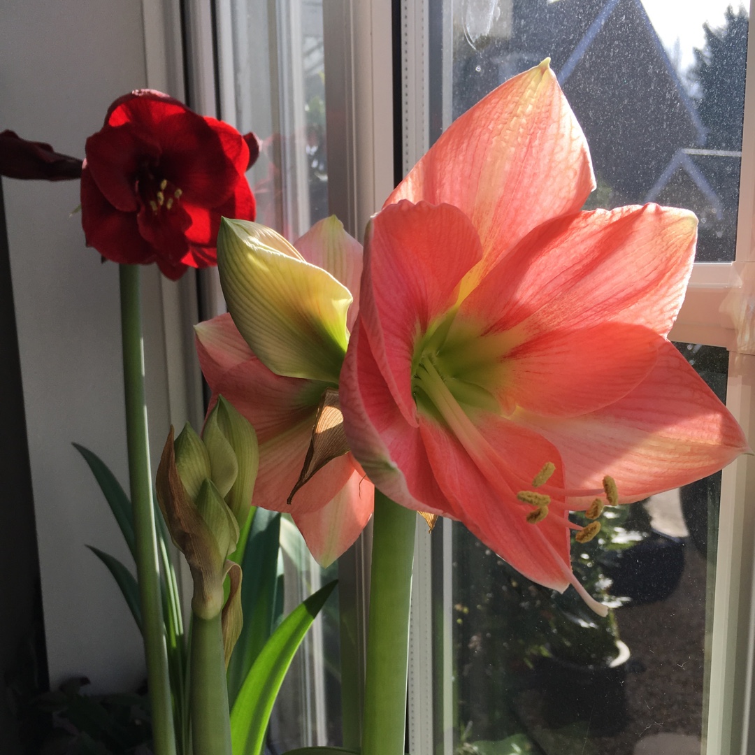 Hippeastrum Rosalie in the GardenTags plant encyclopedia