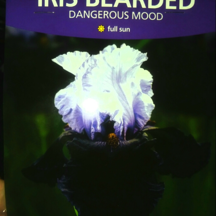 Bearded Iris Dangerous Mood (Tall) in the GardenTags plant encyclopedia