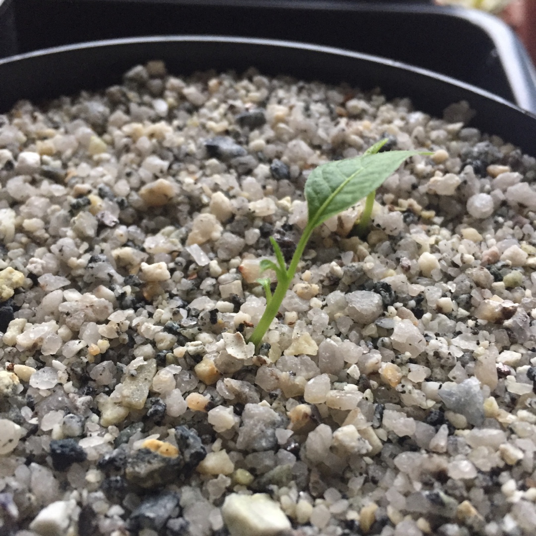 Angels Trumpet Candida in the GardenTags plant encyclopedia