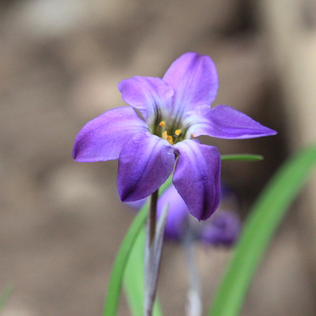 Spring Starflower Froyle Mill in the GardenTags plant encyclopedia