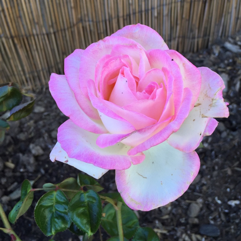 Rose Princesse de Monaco (Hybrid Tea) in the GardenTags plant encyclopedia