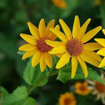 Smooth ox eye in the GardenTags plant encyclopedia