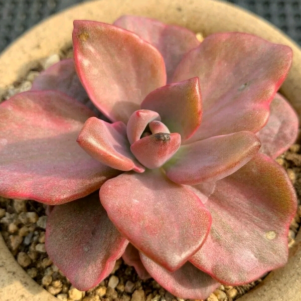 Graptoveria Mrs Richards Variegated Form in the GardenTags plant encyclopedia