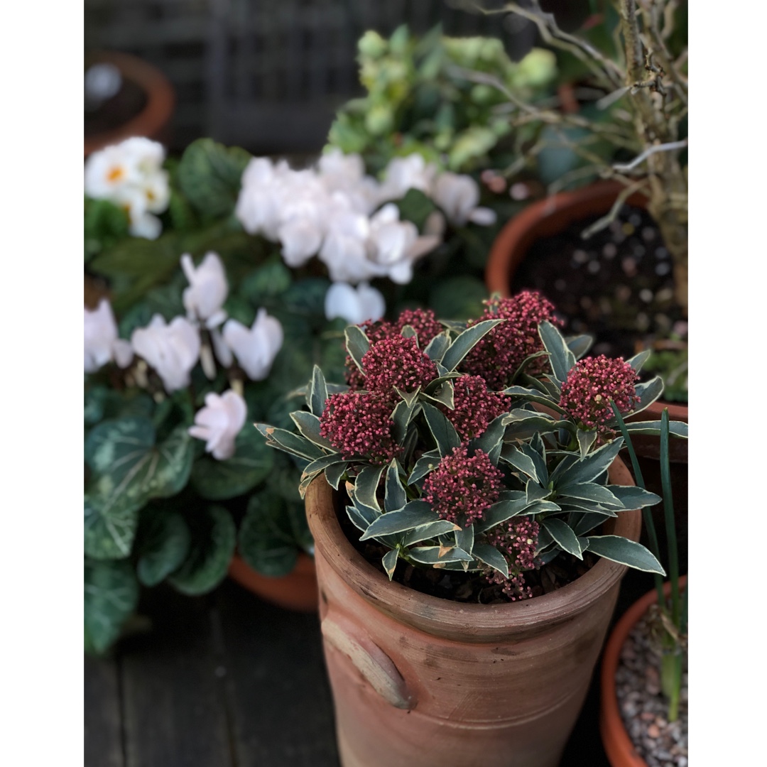 Japanese Skimmia Magic Marlot in the GardenTags plant encyclopedia