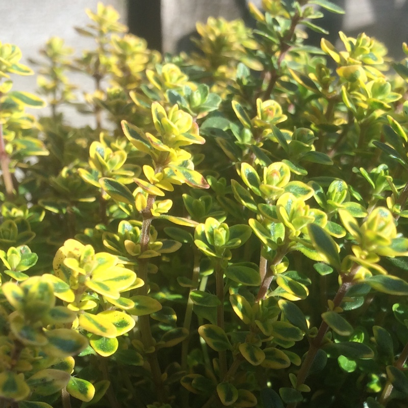 Golden Large Thyme in the GardenTags plant encyclopedia