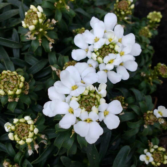 Perennial Candytuft Snow Cone in the GardenTags plant encyclopedia