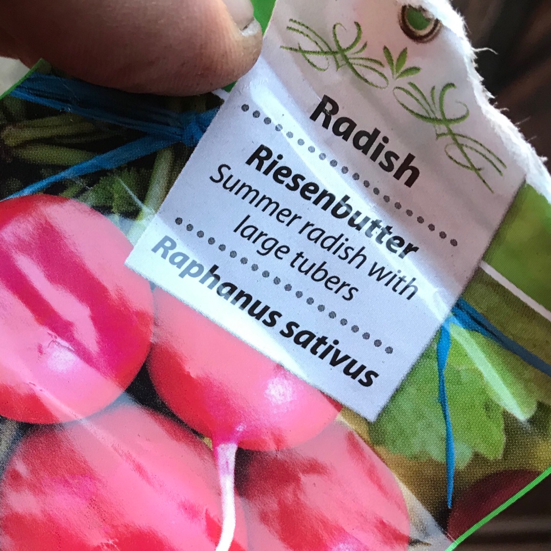 Radish Riesenbutter in the GardenTags plant encyclopedia