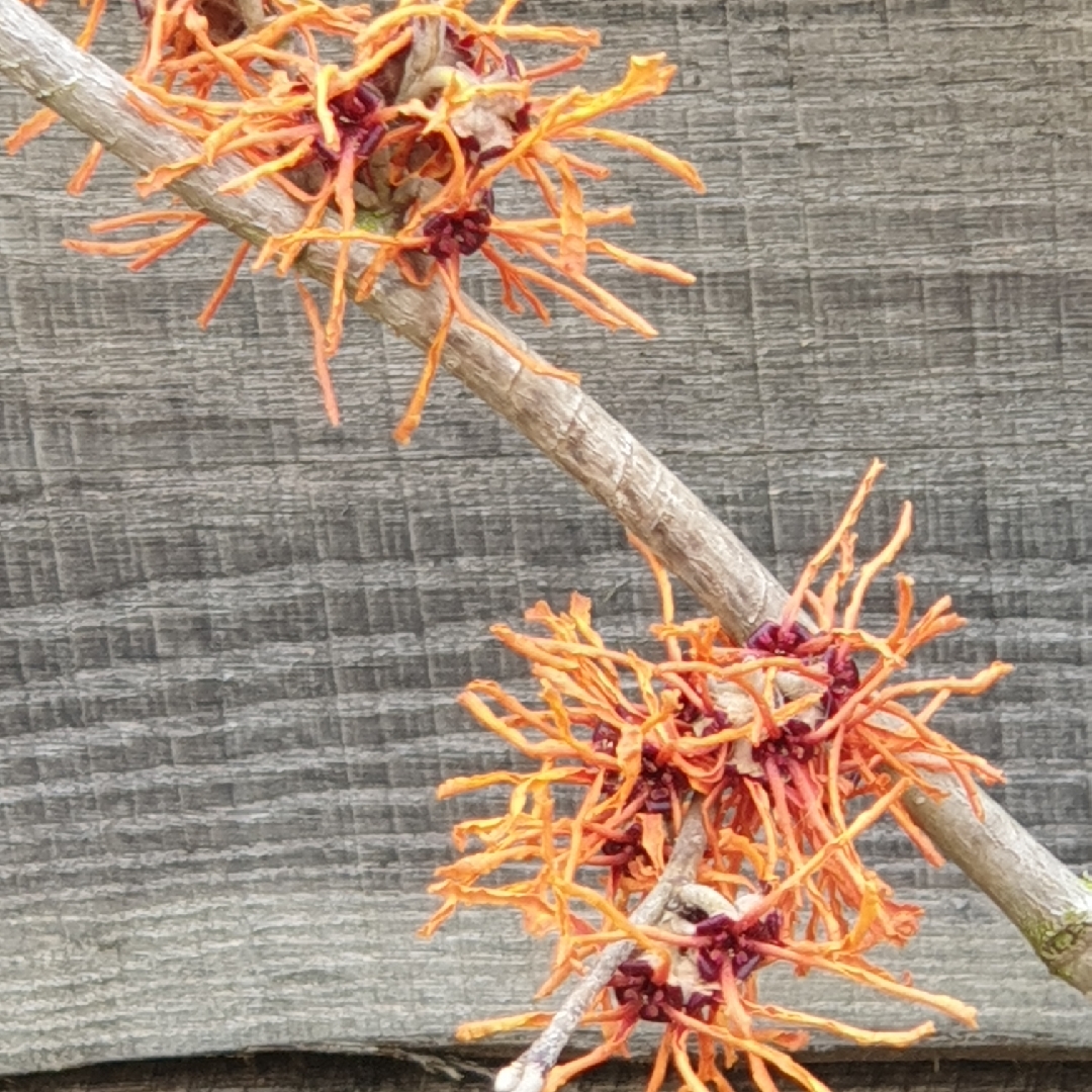 Witch Hazel Aphrodite in the GardenTags plant encyclopedia