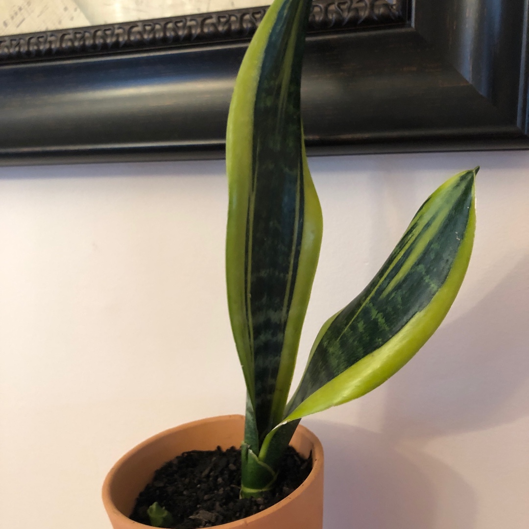 Sansevieria Goldflame in the GardenTags plant encyclopedia