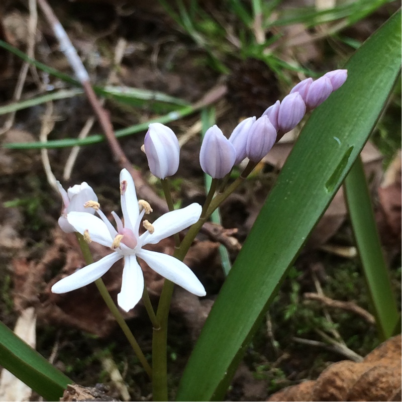 Alpine Squill Rosea in the GardenTags plant encyclopedia