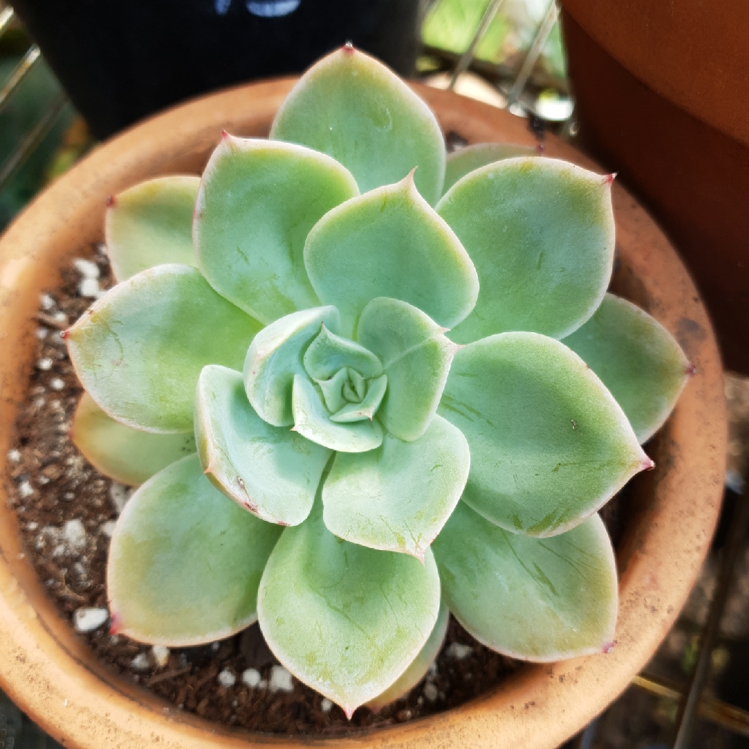 Echeveria Arika in the GardenTags plant encyclopedia