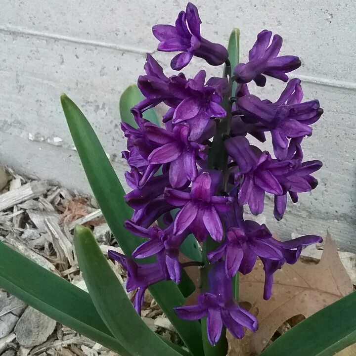 Hyacinth Peter Stuyvesant in the GardenTags plant encyclopedia