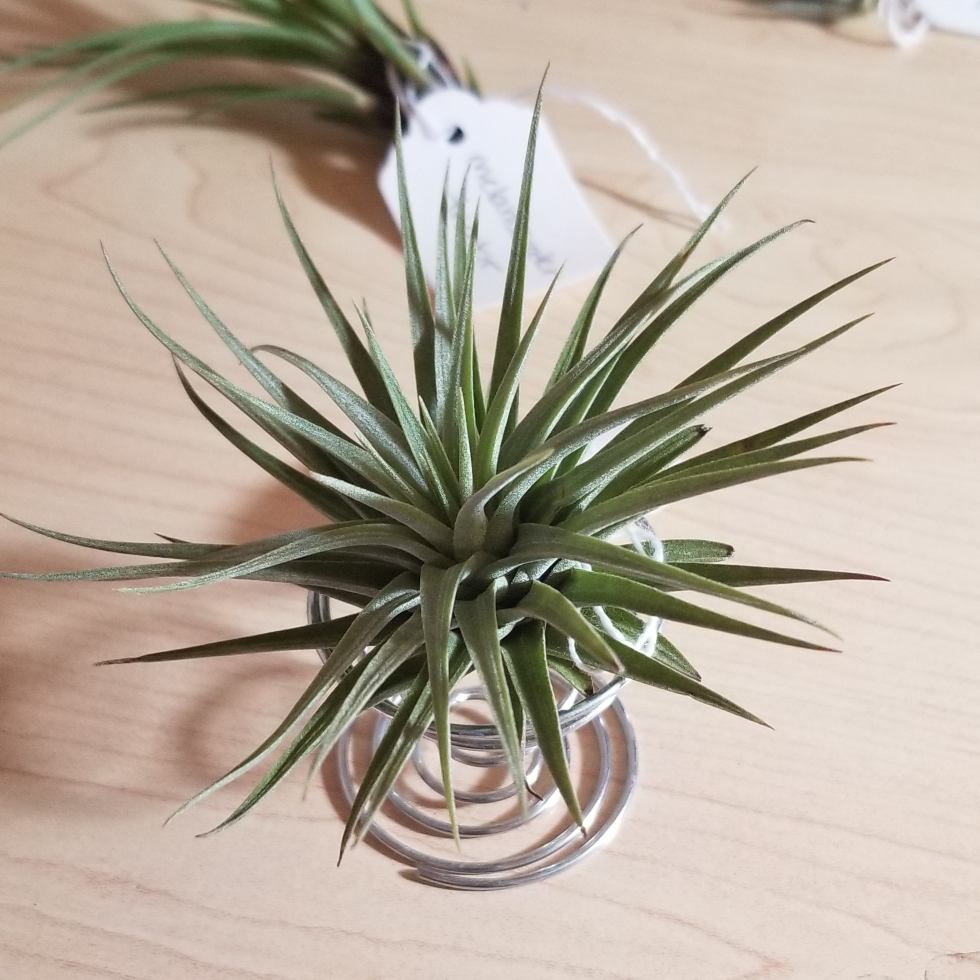 Airplant (Species) Tillandsia espinosae in the GardenTags plant encyclopedia