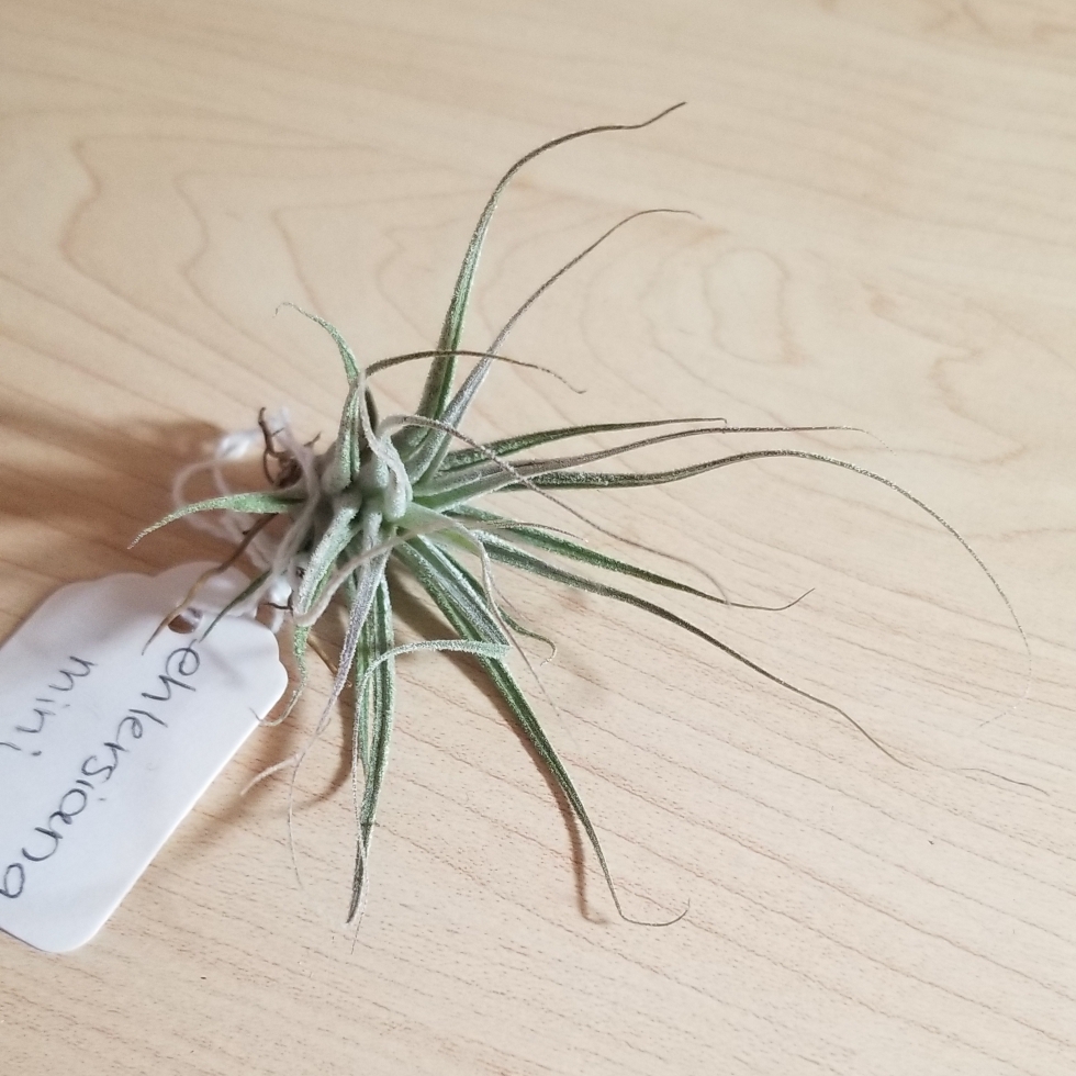 Airplant (Species) Tillandsia ehlersiana in the GardenTags plant encyclopedia