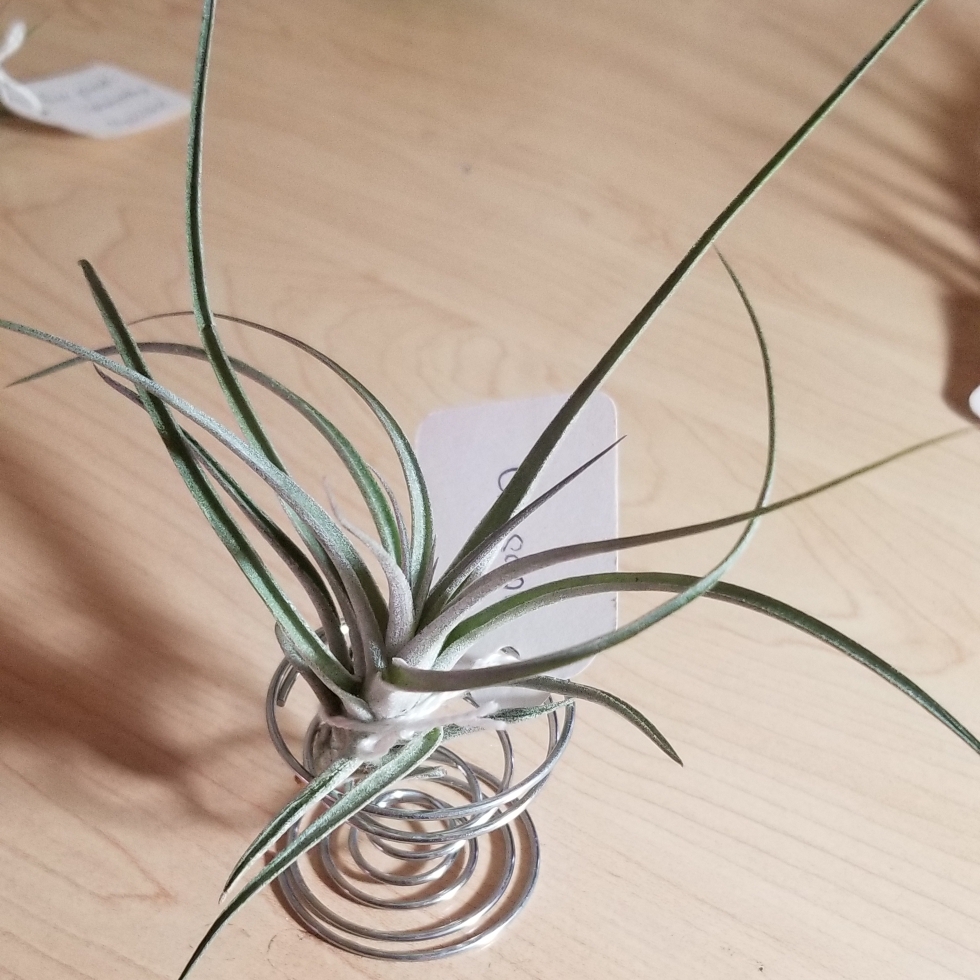 Airplant Houston in the GardenTags plant encyclopedia