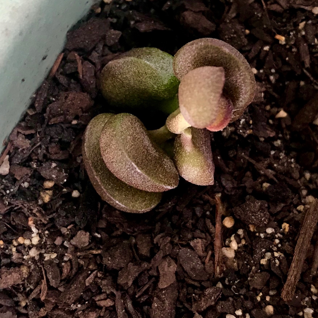 Adromischus Marianiae Little Spheroid in the GardenTags plant encyclopedia