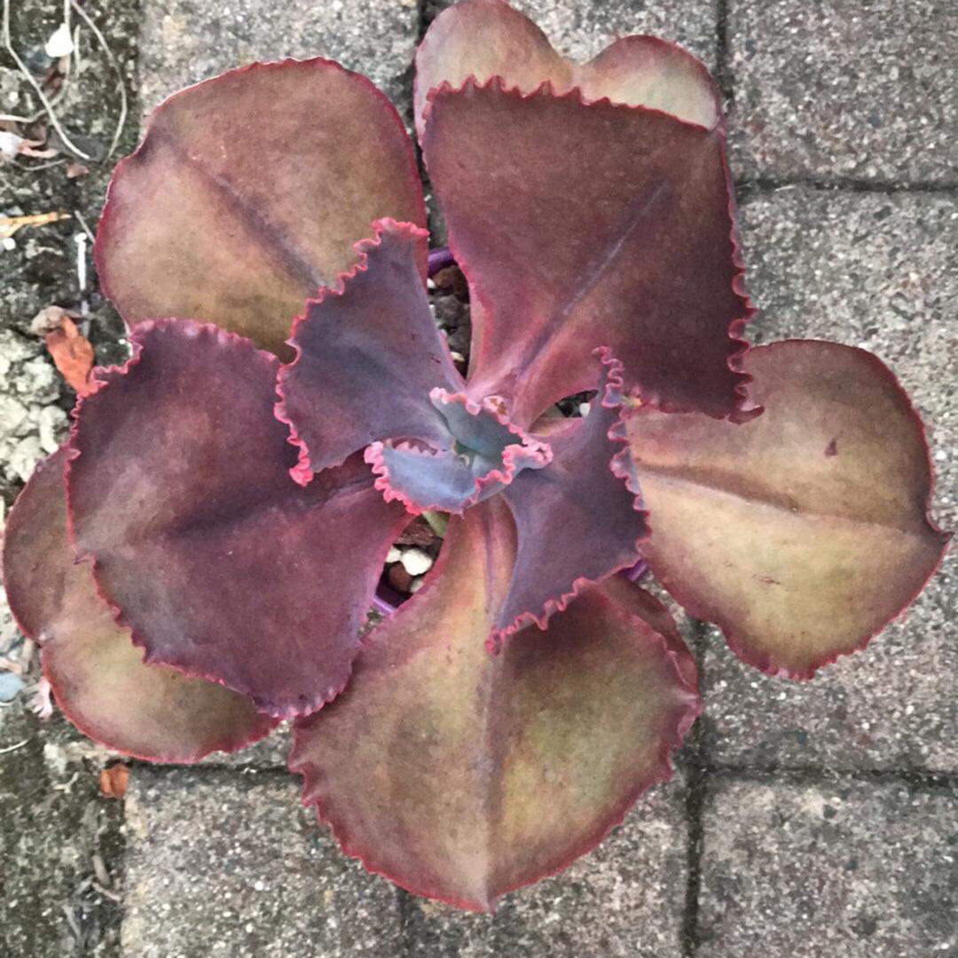 Echeveria Strawberry Hearts in the GardenTags plant encyclopedia