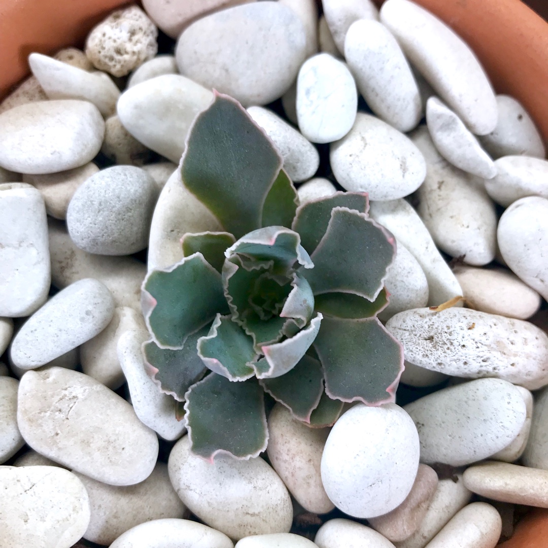 Echeveria Pinetorum in the GardenTags plant encyclopedia