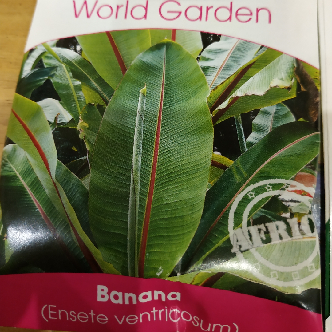 Ethiopian Banana in the GardenTags plant encyclopedia