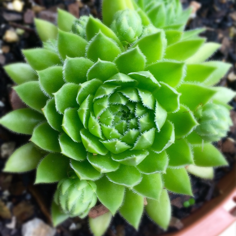 Sempervivum Montanum in the GardenTags plant encyclopedia