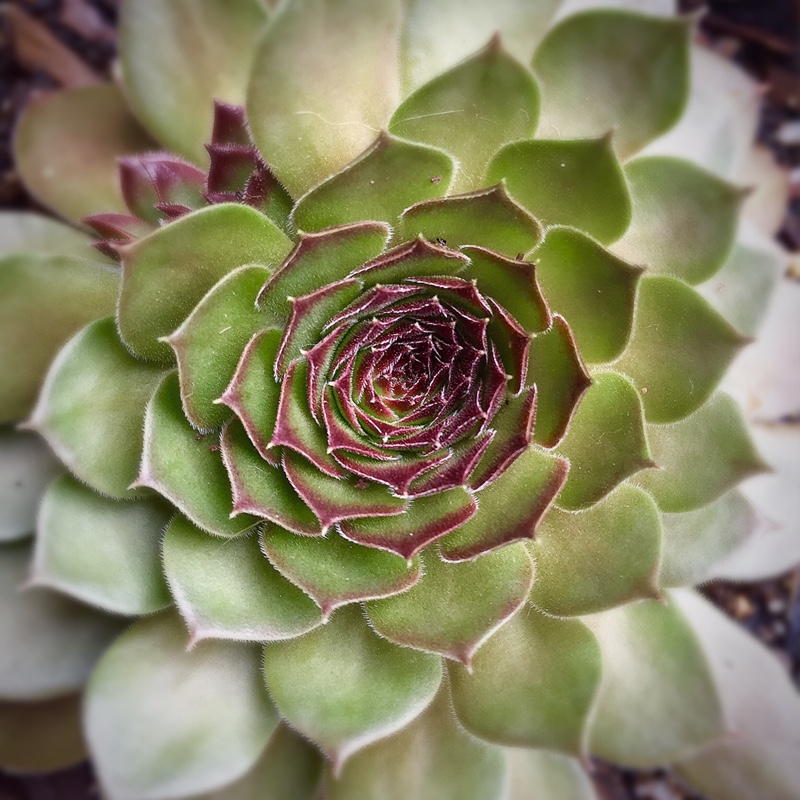 Sempervivum Pacific Red Rose in the GardenTags plant encyclopedia