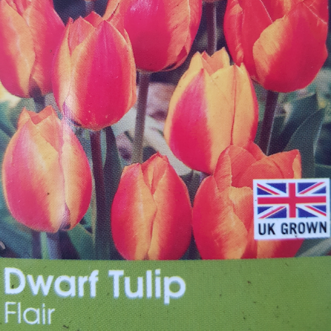 Tulip Flair (Single Early) in the GardenTags plant encyclopedia