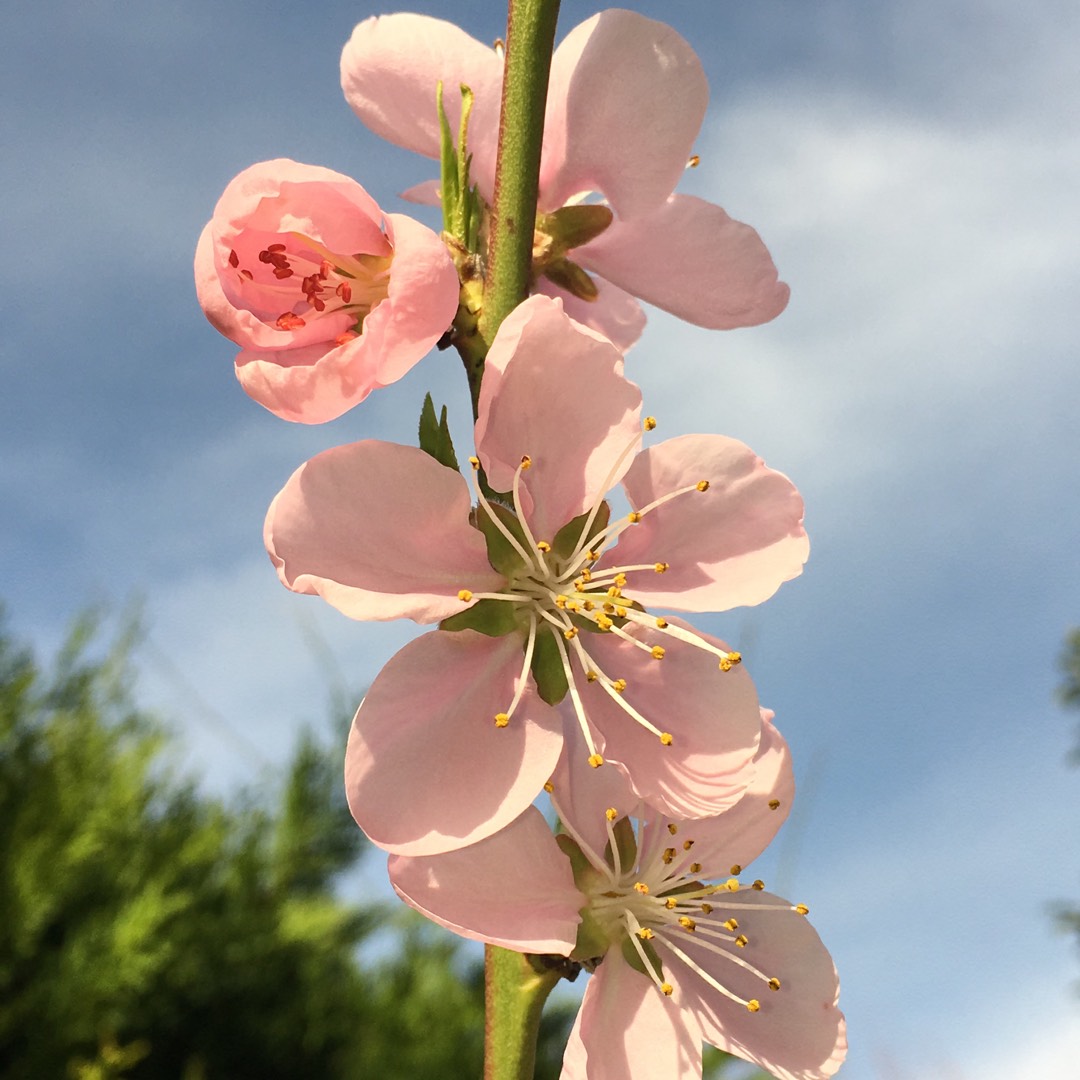 Peach Ice Peach in the GardenTags plant encyclopedia