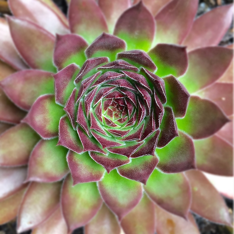 Sempervivum Gabrielle in the GardenTags plant encyclopedia