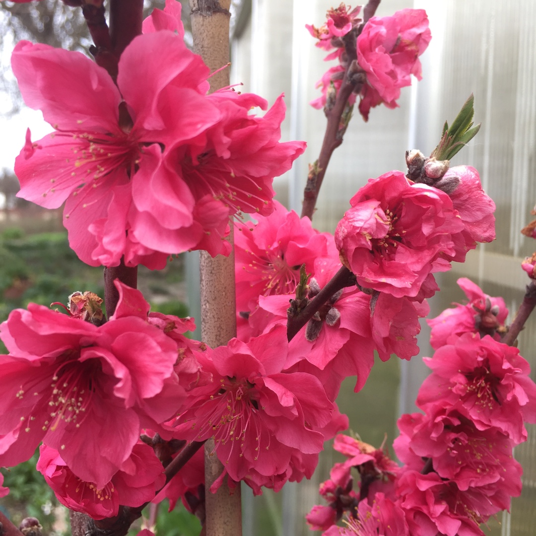 Nectarine Atomic Red in the GardenTags plant encyclopedia