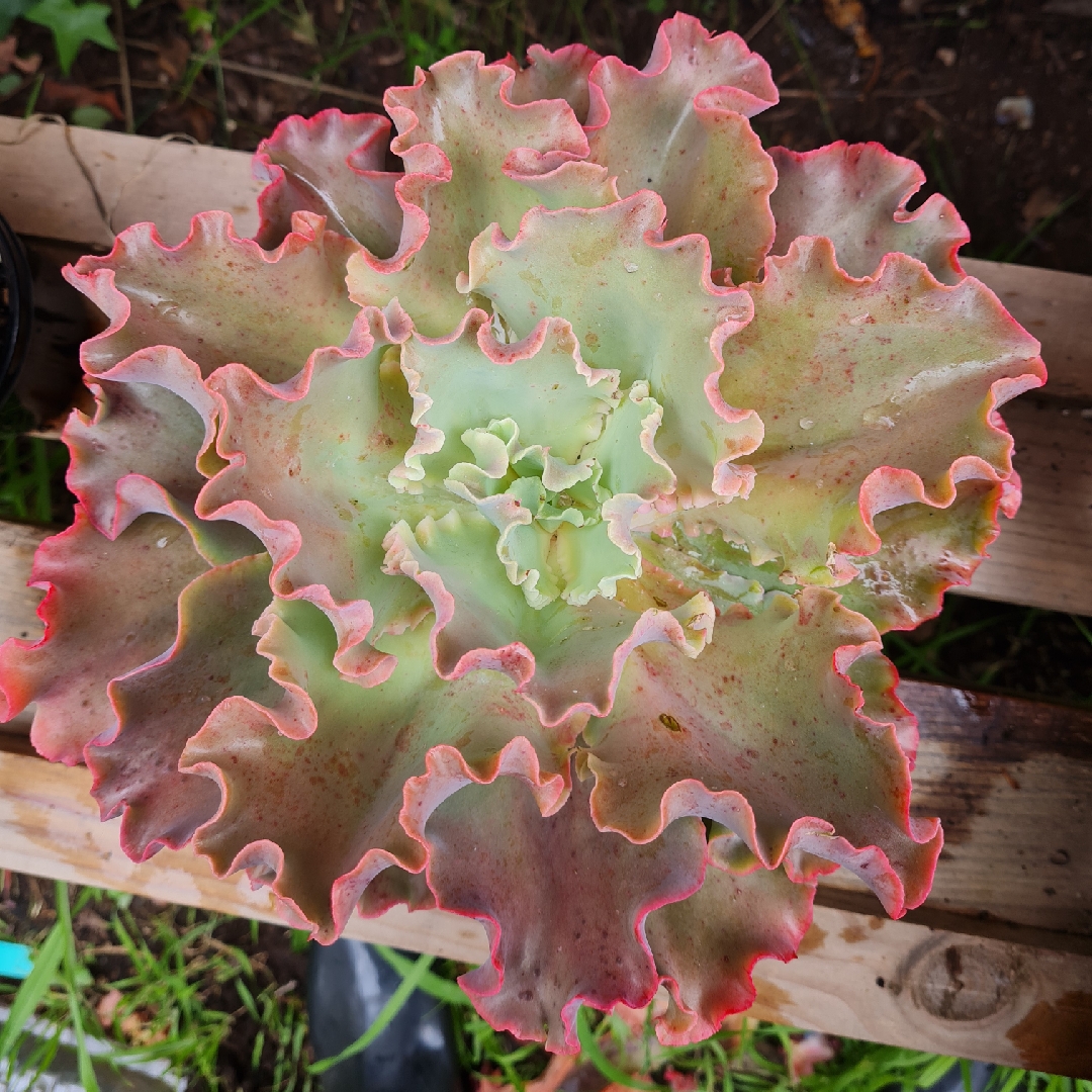 Echeveria Lucita in the GardenTags plant encyclopedia