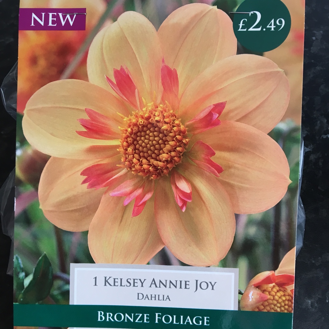 Dahlia Kelsey Annie Joy (Collerette) in the GardenTags plant encyclopedia